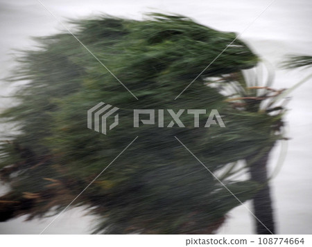 Strong wind during Hurricane Norma October 2023 La Paz Baja California Sur Strong wind during Hurricane Norma October 2023 La Paz Baja California Sur 108774664