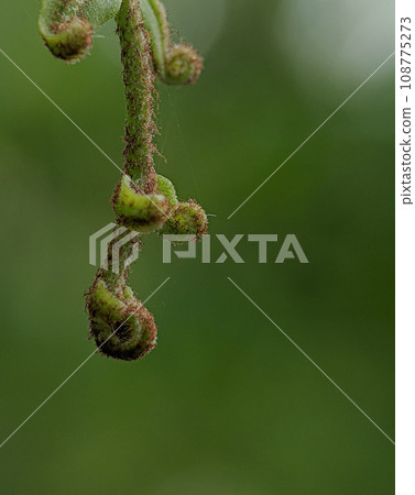 Closeup young leaf of fern on a blurry background Closeup young leaf of fern on a blurry background 108775273