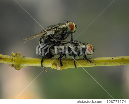 Fly mating on a green tree branch in the wild, closeup of photo Fly mating on a green tree branch in the wild, closeup of photo 108775274