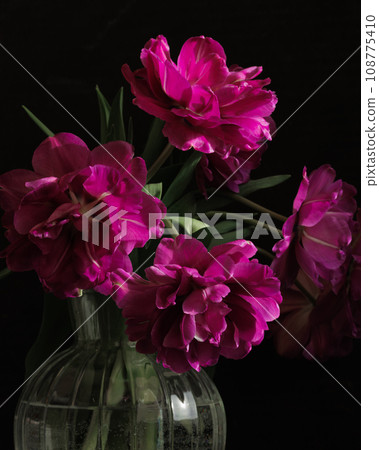 bouquet of dark red lilac tulips in glass vase on dark background. flower bouquet in vase on table 108775410