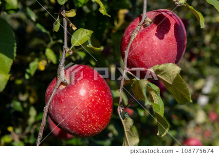 Delicious varieties of apples in the orchard Yamayuki Delicious varieties of apples in the orchard Yamayuki 108775674