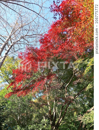 Late early winter scenery of Lake Ippeki 108775772