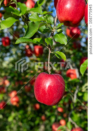 愛卡 (Aika) 的香氣，來自果園的美味蘋果品種 108775945