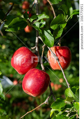 The scent of Aika, a delicious variety of apples from the orchard 108775951