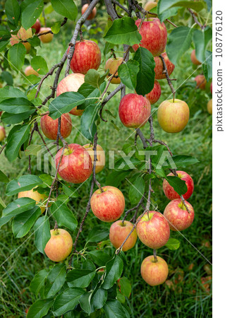 來自果園的美味蘋果品種 - Shinano Dolce 108776120