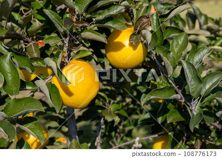 Orchard apple (Shinano Gold) 108776173