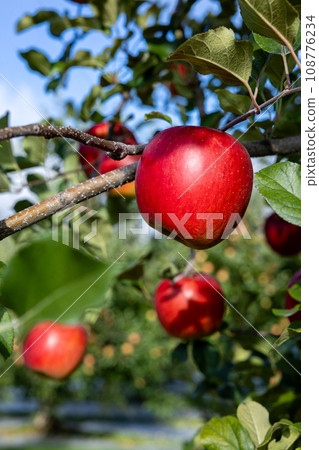 Delicious varieties of apples from the orchard - Shinano Sweet Delicious varieties of apples from the orchard - Shinano Sweet 108776234