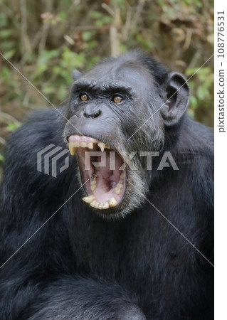 Male chimpanzee with mouth wide open 108776531
