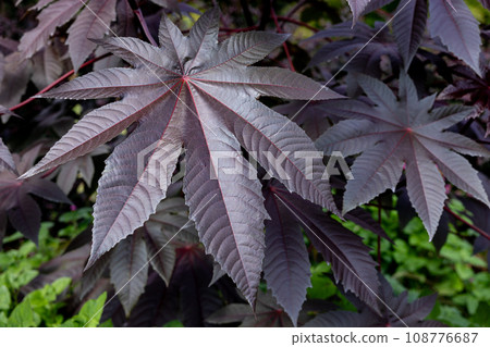 Ricinus leaves shine in the autumn garden Ricinus leaves shine in the autumn garden 108776687