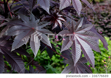 Tougoma葉子在秋天的花園裡閃耀 108776689