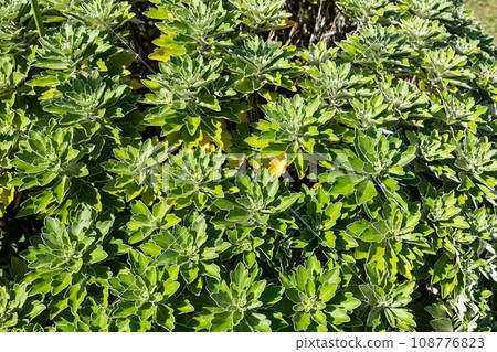 Neat autumn leaves of anemone 108776823