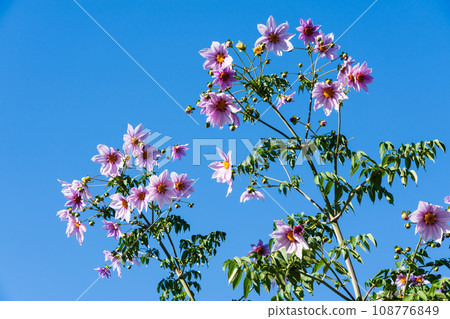 達利亞皇帝 達利亞皇帝 108776849