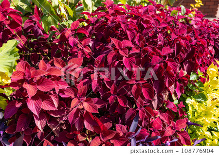 花園裡美麗的錦紫蘇葉子 108776904