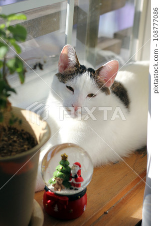 Japanese Bobtail cat looking at a Christmas snow globe by the window Japanese Bobtail cat looking at a Christmas snow globe by the window 108777086
