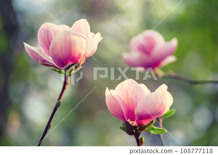 Magnolia spring flowers 108777118