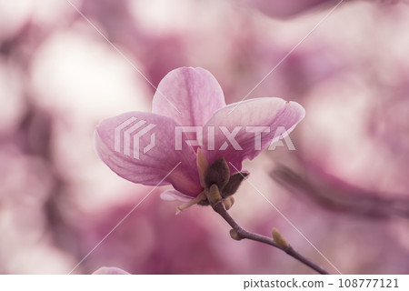 Magnolia spring flowers 108777121