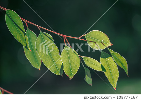 Eucalyptus green leaves 108777167