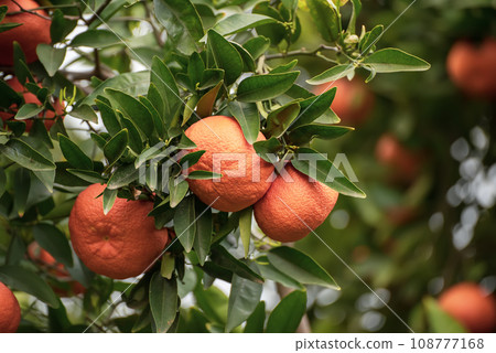 Tangerine garden with fruits Tangerine garden with fruits 108777168