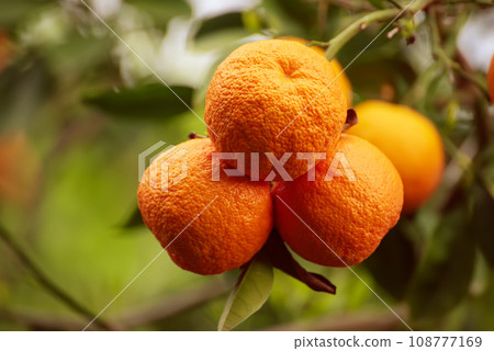 Tangerine garden with fruits Tangerine garden with fruits 108777169