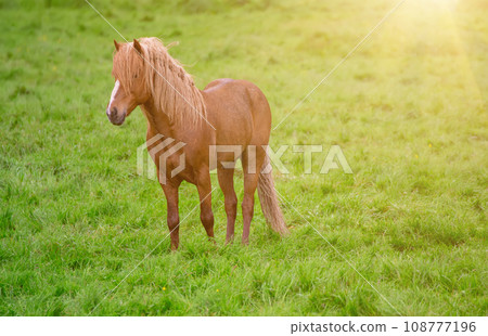 Single icelandic horse 108777196