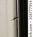 A gecko on window glass 108777954