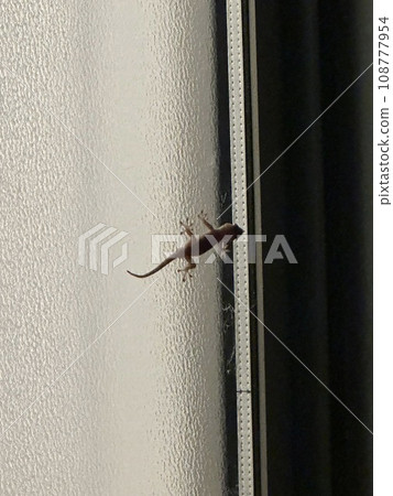 窗玻璃上的壁虎 窗玻璃上的壁虎 108777954