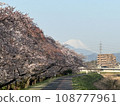 Snow-covered Mt. Fuji & cherry blossoms 108777961