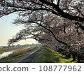 cherry blossom tunnel 108777962