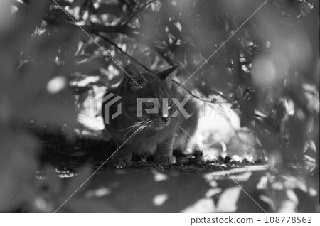 Cat in the planting Cat in the planting 108778562