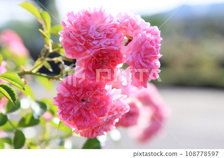Rosaceae flowers in full bloom Rosaceae flowers in full bloom 108778597