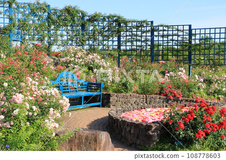 盛開的玫瑰園 108778603
