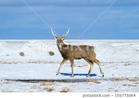 Shunkunitai Sika deer and drift ice Winter sightseeing in Nemuro, Hokkaido Shunkunitai Sika deer and drift ice Winter sightseeing in Nemuro, Hokkaido 108778864