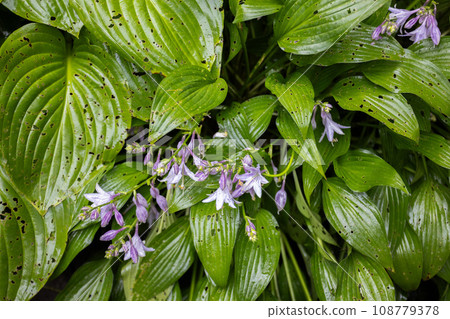 Blooming Hosta with damage leaves. Diseases of the garden plants. 108779378