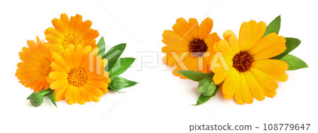 Calendula. Marigold flower with leaf isolated on white background 108779647