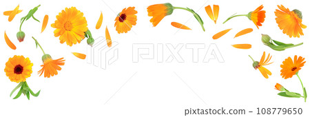 Calendula. Marigold flower isolated on white background with copy space for your text. Top view. Flat lay pattern Calendula. Marigold flower isolated on white background with copy space for your text. Top view. Flat lay pattern 108779650
