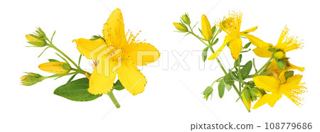 saint john's wort or Hypericum flowers isolated on white background. Top view. Flat lay 108779686