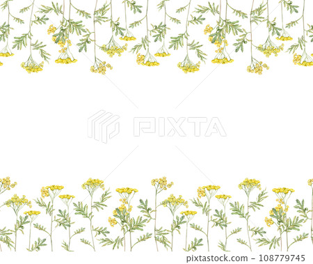 Seamless border of meadow flowers. Common tansy - yellow field flowers. Watercolor hand painting illustration on isolate white background. Seamless border of meadow flowers. Common tansy - yellow field flowers. Watercolor hand painting illustration on isolate white background. 108779745