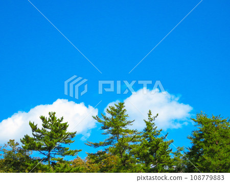 Pine leaves against the blue sky 108779883