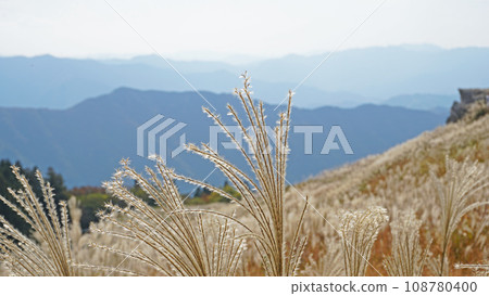 The scenery of pampas grass seen at Oishi Plateau 108780400