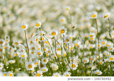 Daisy Chamomile background. Beautiful nature scene with blooming chamomilles in sun flare. Sunny day. Summer flowers. 108780492