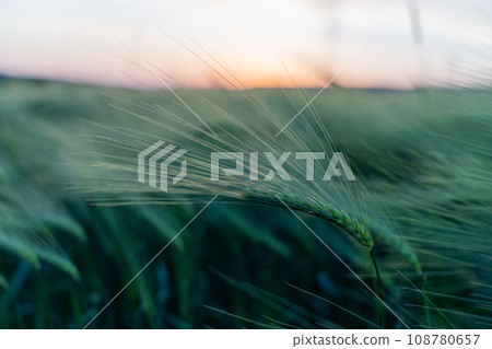 barley with spikes in field, back lit cereal crops plantation in sunset 108780657
