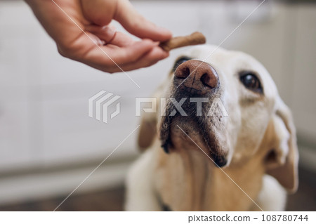 Cute labrador retriever looking up at his pet owner hand giving him cookie. 108780744