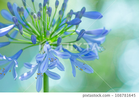 Agapanthus Agapanthus 108781645