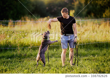 Playful American Bully dog is being walked on leash in countryside by European man about 20 years old. Playful American Bully dog is being walked on leash in countryside by European man about 20 years old. 108782626