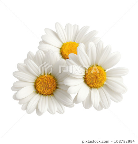 White Daisies with Golden Centers White Daisies with Golden Centers 108782994
