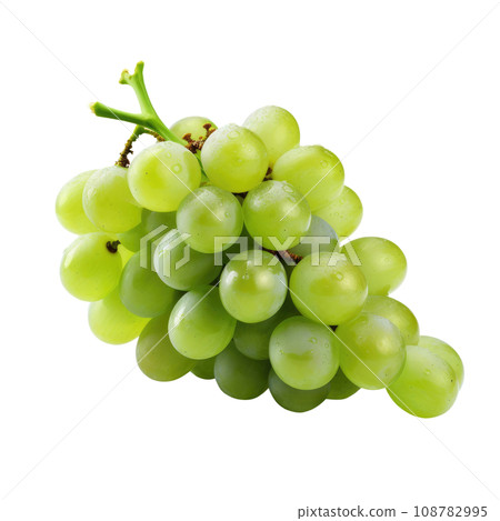 White Daisies with Golden Centers White Daisies with Golden Centers 108782995