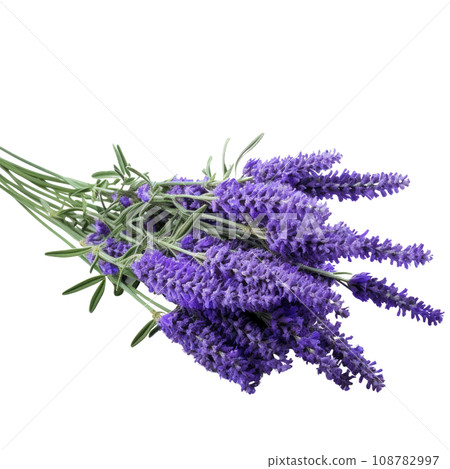 Aromatic Lavender Flowers Tied Aromatic Lavender Flowers Tied 108782997