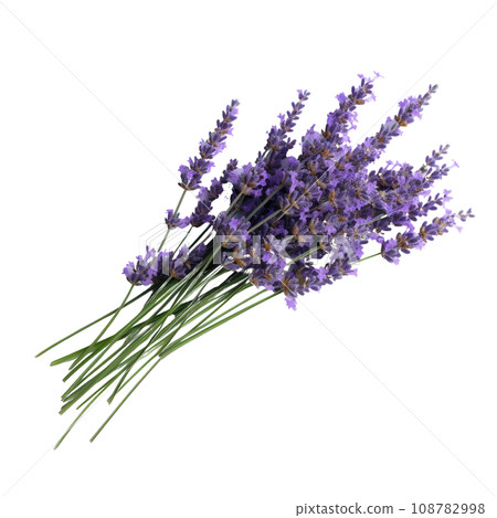Aromatic Lavender Flowers Tied Aromatic Lavender Flowers Tied 108782998