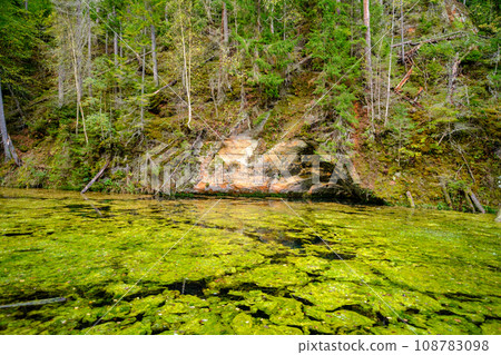 Ancient red sandstone cliffs in Latvia. Old river tributary with green aquatic plants 108783098