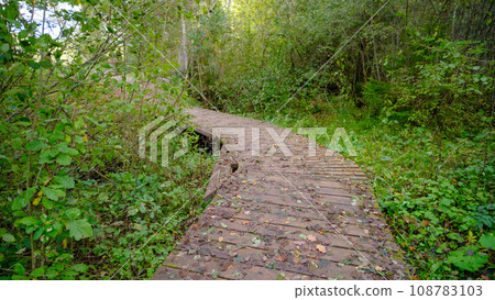 A path made of wooden planks is a passage through the forest. 108783103
